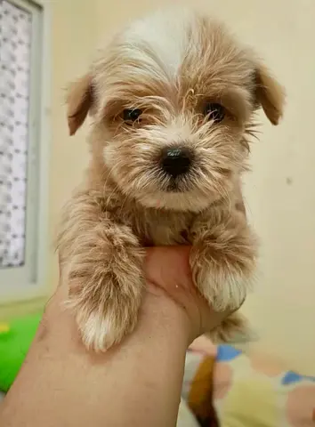 pet