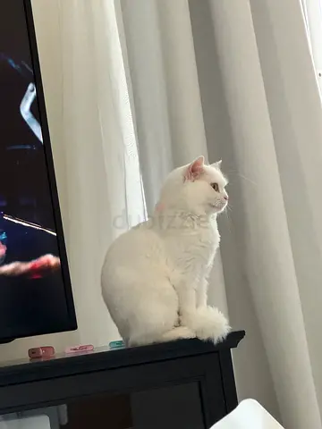 Turkish angora cat