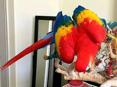 Scarlett macaw and African grey parrots