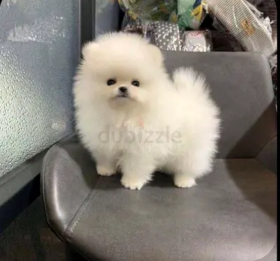 Pomeranian puppies