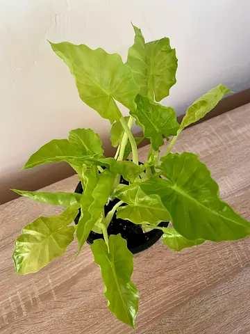 Alocasia