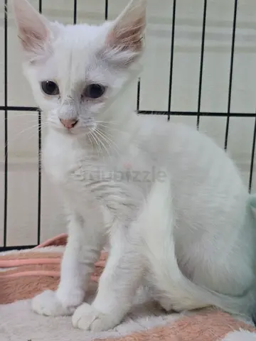 Female turkish agora Kitten