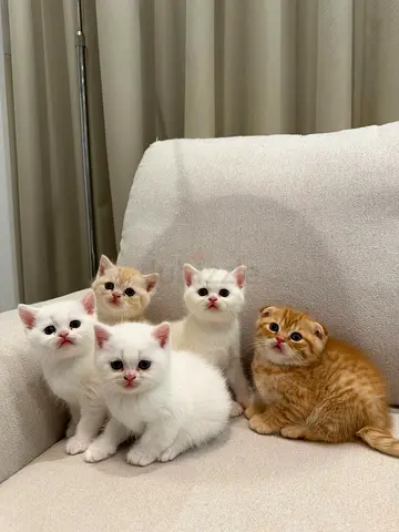 Adorable British Shorthair  Scottish Fold kittens