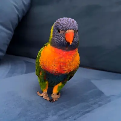 Friendly Rainbow Lorikeet — Healthy Pet Bird, Hand-Tamed
