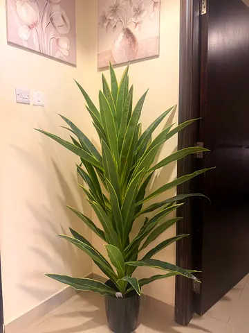 Tall indoor variegated dracaena plant in pot — good condition