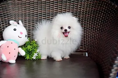 Pomeranian puppies