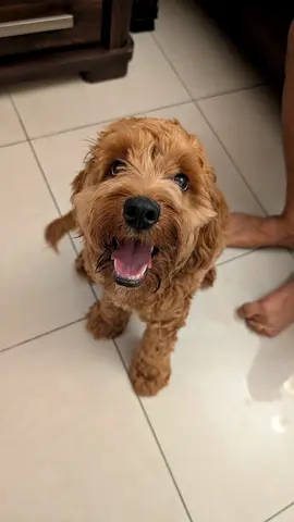 Poodle X king Charles Cavalier Cavapoo