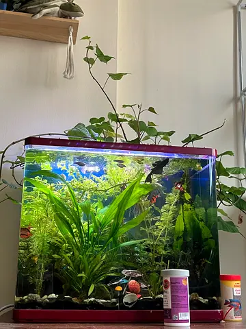 Acuarium