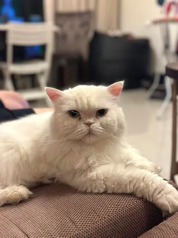 Cat adoption, White Turkish Angora