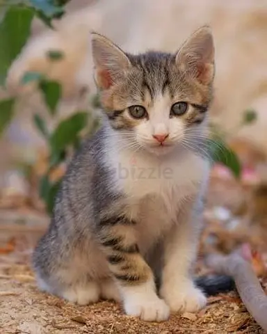 Young /tabby kitten — playful and healthy, ready for new home