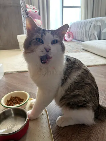 Friendly indoor cat looking for a new home - calm and well cared for