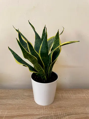 Sansevieria
