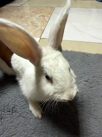 Friendly White Rabbit