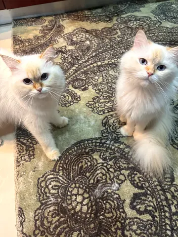 Pet cats, very lovely and friendly ❤️ free adoption