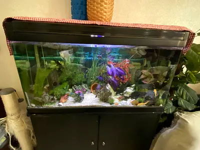 Complete 4ft Aquarium with Stand, Hood and Fish - Ready to Move