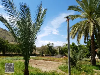 مزرعة للبيع في الفجيرا منطقة الفرفار تملك مواطني دولة الامارات
