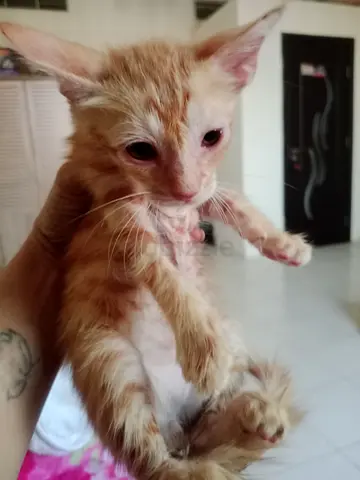 Friendly orange kitten available for adoption - about 2 months old