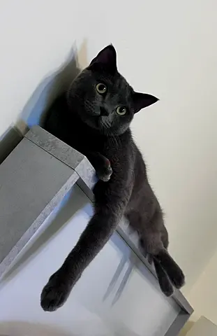 British shorthair male FREE