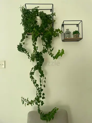 Trailing Ivy Plant 1.2 mt- Indoor Plant