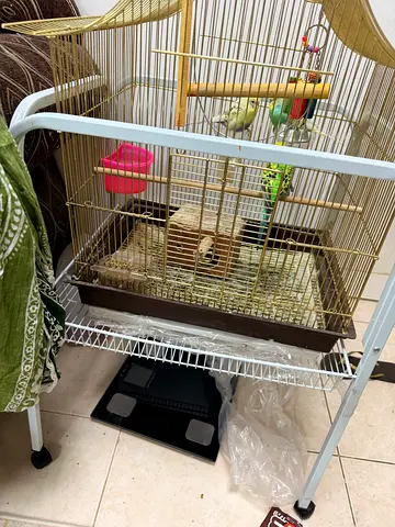 Birds cage with black bird