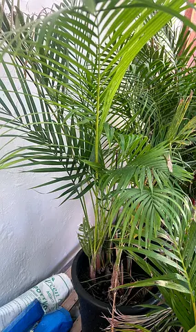 Healthy Areca Palm Plant in Black Pot