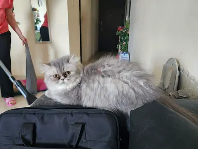 2 Female Cats for Adoption Together 🐾