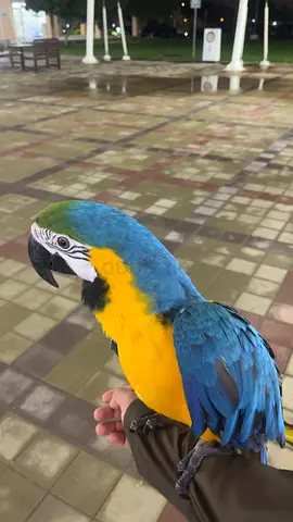 Parrot