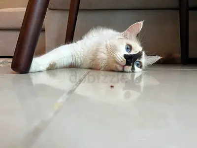 Cat mixed Snow show and Siamese cat