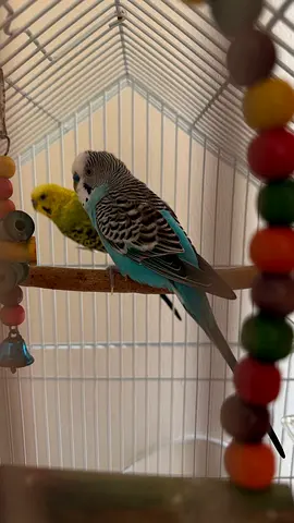 Budgies for adoption