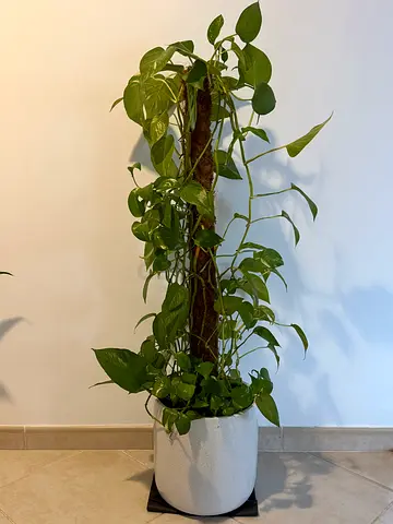 Money plant