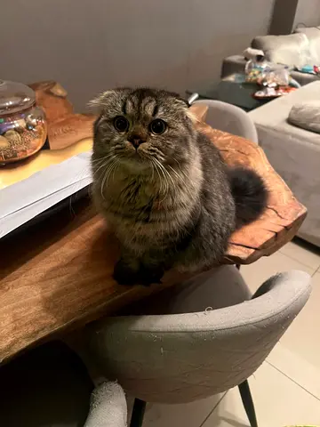 Friendly and very lovely Scottish Fold female  cat available for rehome 1 year old petite