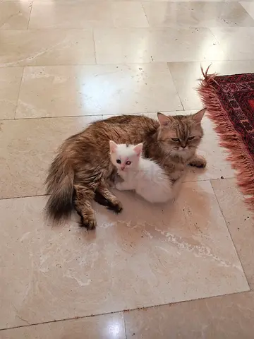 Persian Kittens