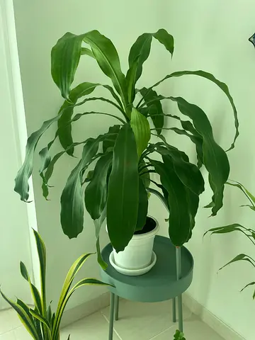 Large indoor Dracaena plant in white pot - healthy and low maintenance