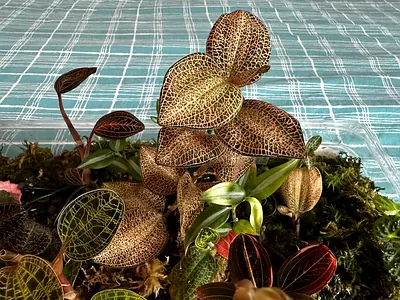 Jewel orchids plant  available. Pickup near financial center metro