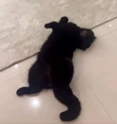 Friendly Male cat, Scottish–Turkish
Fully vaccinated