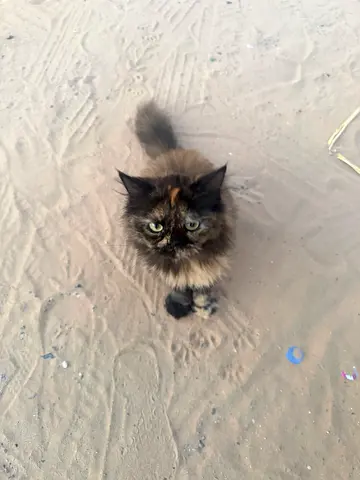 Rescue cat for adoption
