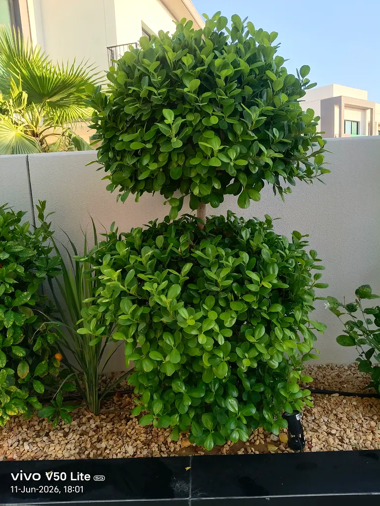 DPV_View_Image_4