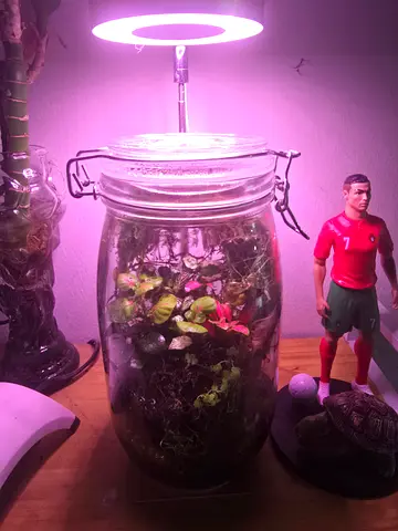 Terrarium