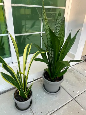 Pair of Sansevieria (Snake Plants) in Pots - Healthy Indoor