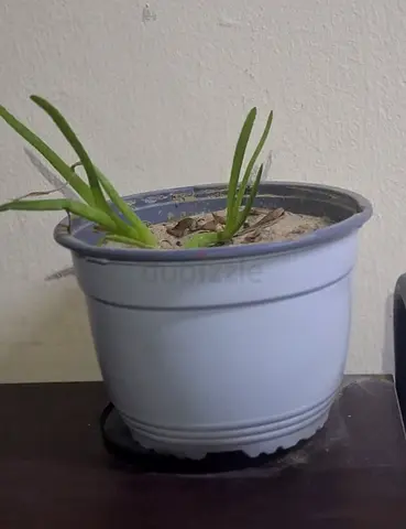 Small indoor potted plant (aloe) in plastic pot .alovera plant