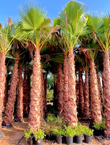 Washingtonia ready to install delivery all over UAE.