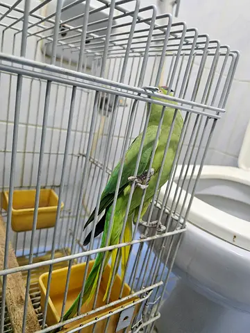 Parrot