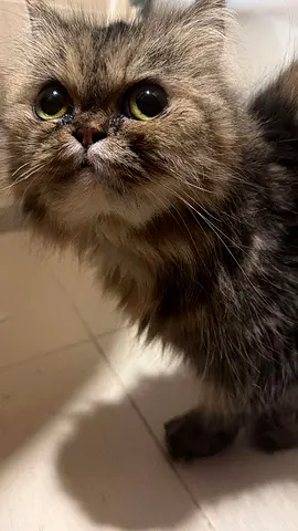 Adoption - Friendly long-haired female cat looking for a new home