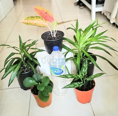 Take all 5 easy to take care  indoor plants Final price , last price , best price  60 dhs only