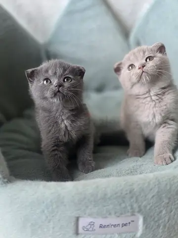 Scottish fold