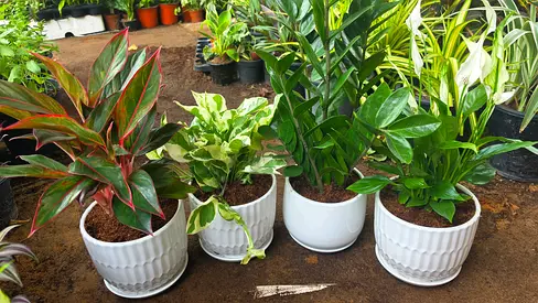 Special Combo Offer
Get 4 premium indoor plants