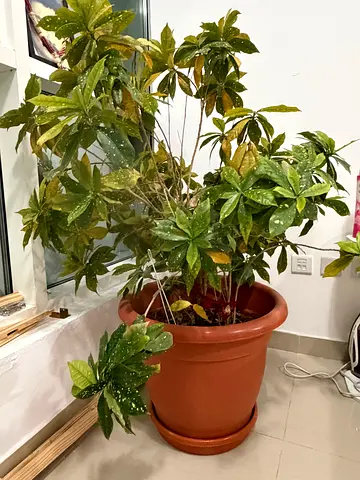 Plants