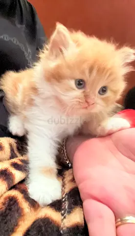 Persian ginger kitten urgently needs home