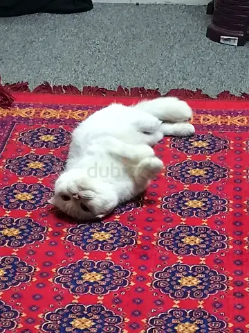 Scottish Fold for Adoption white color