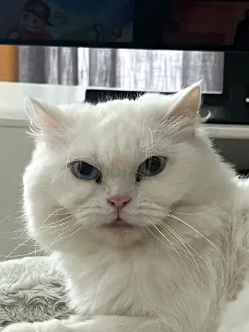 Hala needs a new home!